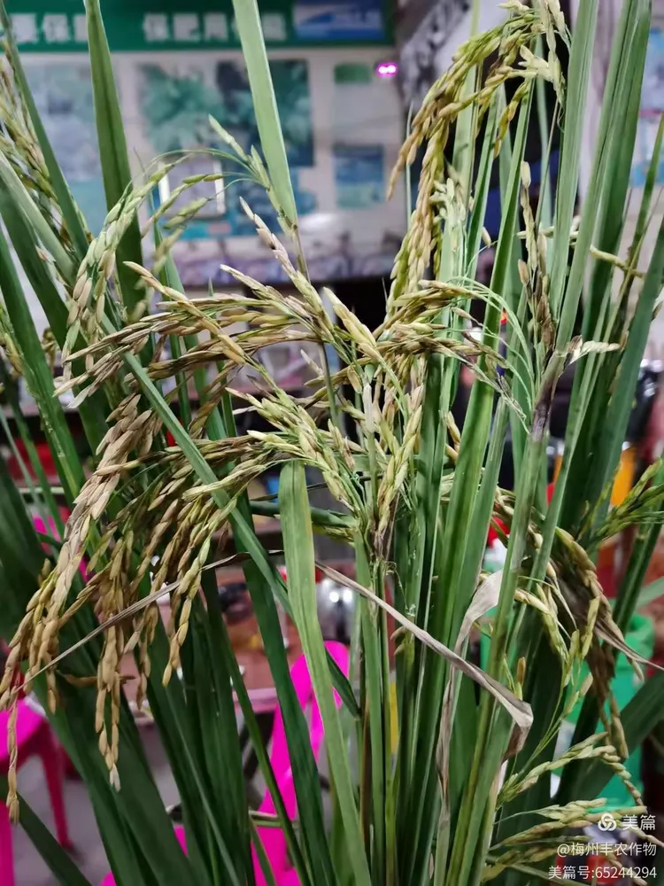 水稻几乎绝收,竟然是水稻跗线螨危害